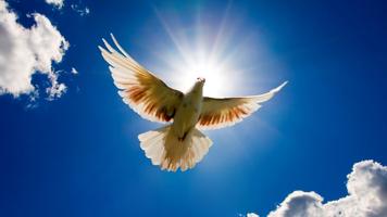 Pigeon Wallpaper پوسٹر