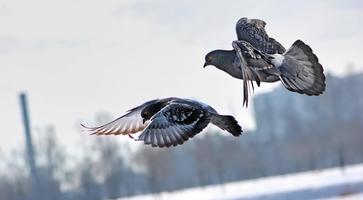 Pigeon Wallpaper اسکرین شاٹ 1