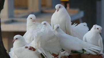 Pigeon Wallpaper اسکرین شاٹ 2
