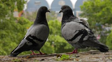 Pigeon Wallpaper اسکرین شاٹ 3