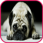 Pug Wallpaper icon