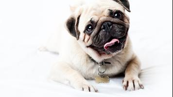 Pug Wallpaper screenshot 2