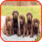 Icona puppy Wallpaper