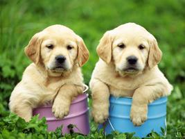 1 Schermata puppy Wallpaper
