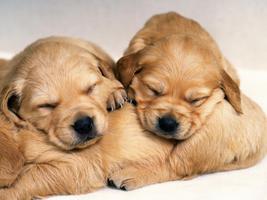 2 Schermata puppy Wallpaper