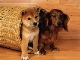 3 Schermata puppy Wallpaper
