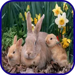ウサギの壁紙 アプリダウンロード