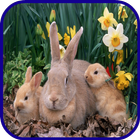 Rabbit Wallpaper আইকন