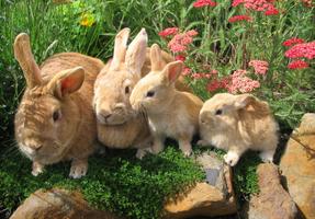 Lapin Fond d'écran capture d'écran 1