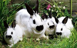 Lapin Fond d'écran capture d'écran 2