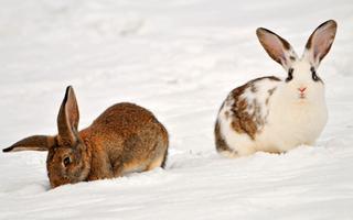 Lapin Fond d'écran capture d'écran 3