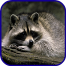 Raccoon Wallpaper-APK