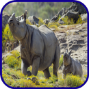 APK کرگدن تصاویر پس زمینه