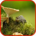 Toad  Wallpaper