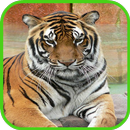 Tiger Wallpaper HD APK