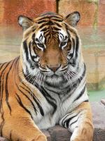 برنامه‌نما Tiger Wallpaper HD عکس از صفحه