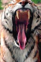 پوستر Tiger Wallpaper HD