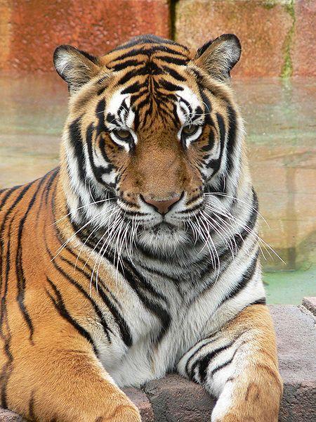 35 Gambar Wallpaper Hd Android Tiger terbaru 2020