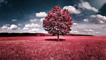 Tree Wallpaper โปสเตอร์