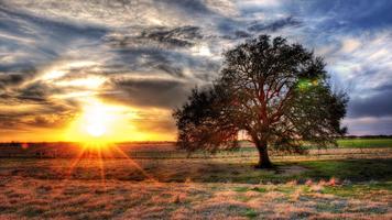 Tree Wallpaper ภาพหน้าจอ 1