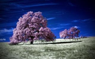 Tree Wallpaper ภาพหน้าจอ 2