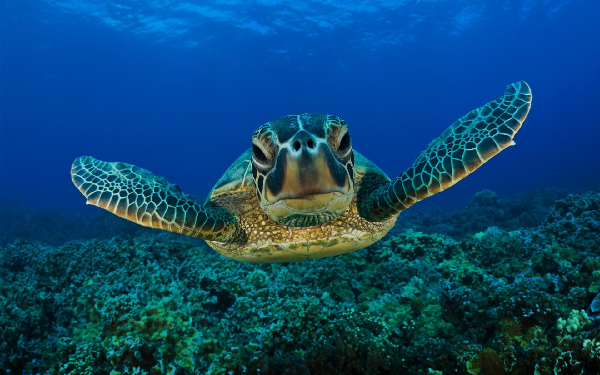 Turtle Wallpaper স্ক্রিনশট 6.