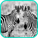 Zebra Fond d'écran APK