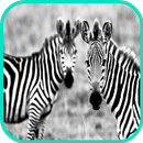 خلفيات حمار وحشي APK