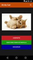 Gatos Fondos y fotos graciosas تصوير الشاشة 1