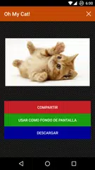 Gatos Fondos y fotos graciosas APK Herunterladen