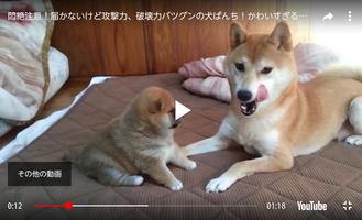 Dog encyclopedia! تصوير الشاشة 2