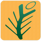 Pine Tree icono