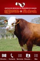 Simmental Simbrah México постер