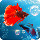 Betta Fish Wallpaper HD APK