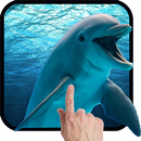 Dolphins - Play with me APK