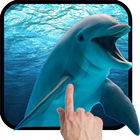 Dolphins - Play with me 图标