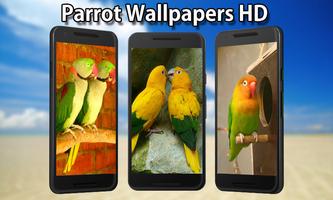 Parrot Wallpapers 海报