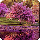 Spring Wallpapers HD APK