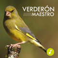 Verderón Maestro