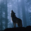 APK Одинокая волчица