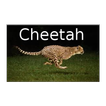 Cheetah - Free Version