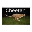 Cheetah - Free Version APK