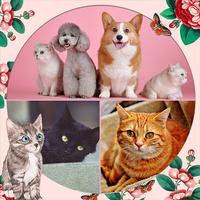 Marcos de mascotas y Collage ảnh chụp màn hình 2