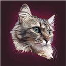 Best HD Cats Wallpapers 2021 أفضل خلفيات القطط APK