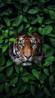 Best HD Tiger Wallpapers 2021 افضل خلفيات النمور Affiche