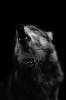 Best HD Wolf Wallpapers 2021 Affiche