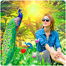Peacock Photo Frames APK
