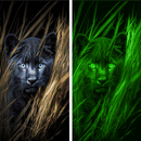 Night Vision Camera Filter APK