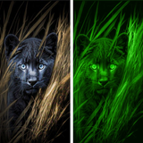 Night Vision Camera Filter icon