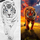 Tiger Live Wallpapers APK